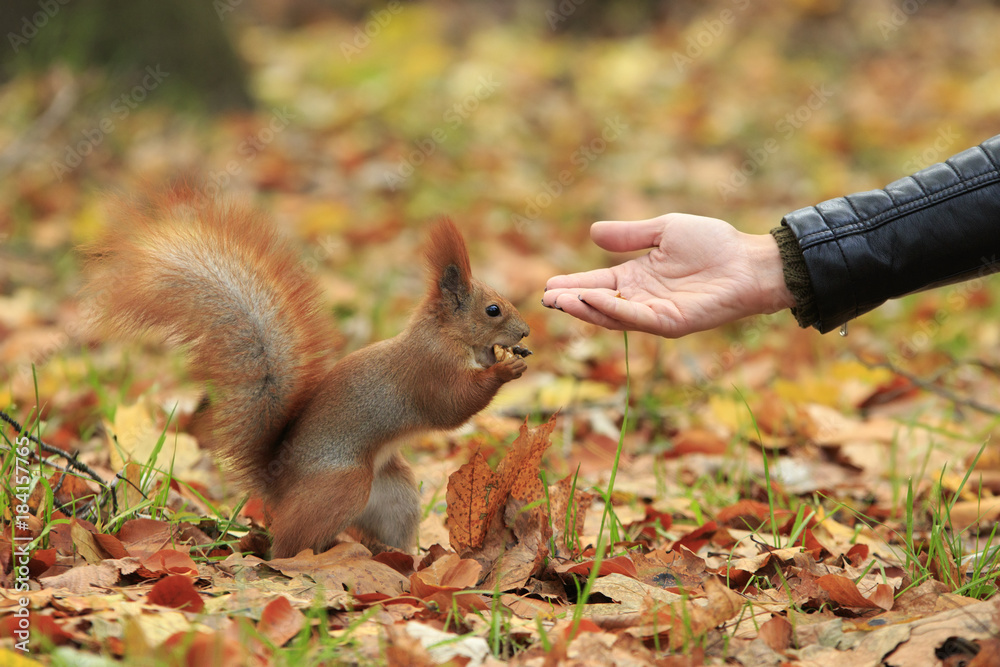 Red squirrel hand-feed in autumn park with a walnut in it's paws and woman's palm Red squirrel hand-feed in autumn park with a walnut in it's paws and woman's palm