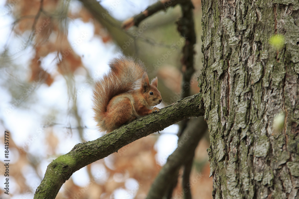 Rufous squirrel sits on a tree branch in autumn park Rufous squirrel sits on a tree branch in autumn park
