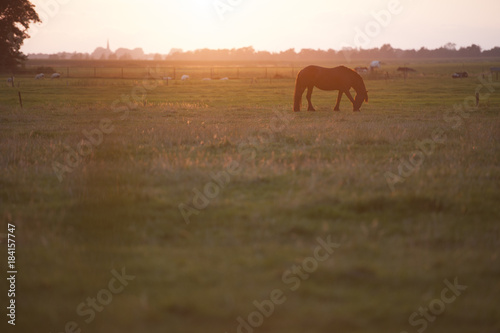 Pferd auf einer Weide, Sonnenuntergang, im Gegenlicht, Niederlande © michaelalan