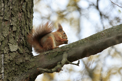 Red fluffy squirrel sits on a branch and eat walnut holden in it's paws © vzmaze