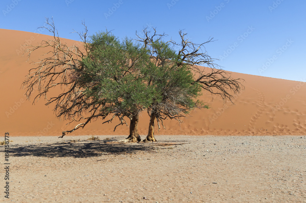 Dune with acacia trees in the Namib desert / Dune with acacia trees in the Namib desert, Namibia, Africa. Dune with acacia trees in the Namib desert / Dune with acacia trees in the Namib desert, Namibia, Africa.