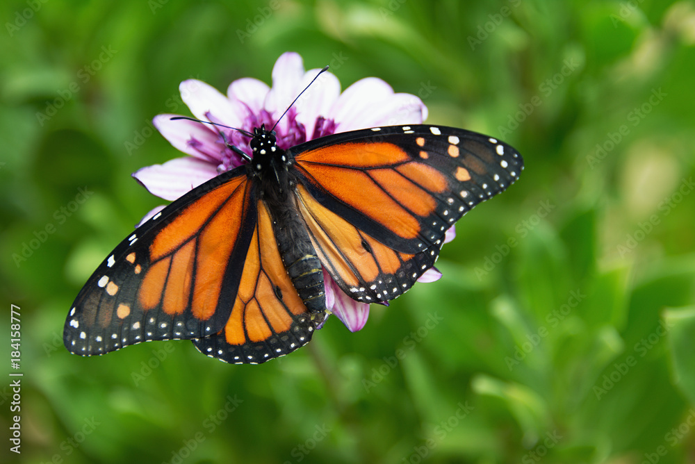 Monarch butterfly is sitting on a flower in the garden Monarch butterfly is sitting on a flower in the garden