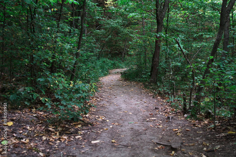 Fototapeta premium Natural walkway through the forest