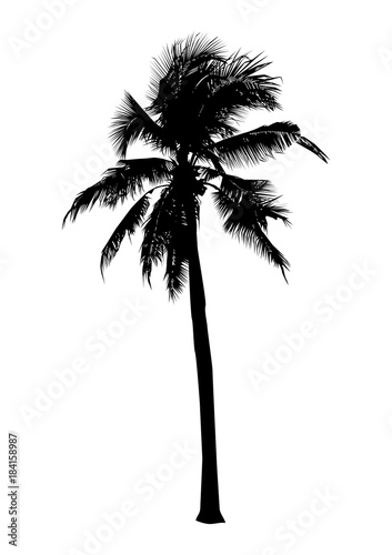 black silhouette coconut tree  isolated natural plant sign  vector illustration