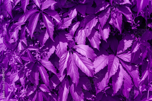 abstract background with leaves of wild grapes painted violet © dvulikaia