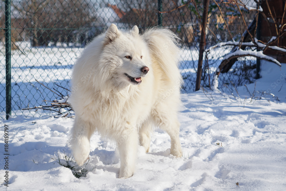 Siberian Samoyed on snow outside Siberian Samoyed on snow outside