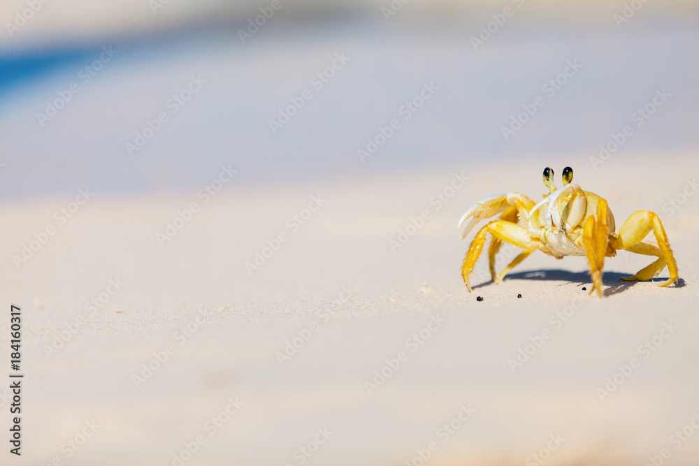 Obraz premium Crab at beach