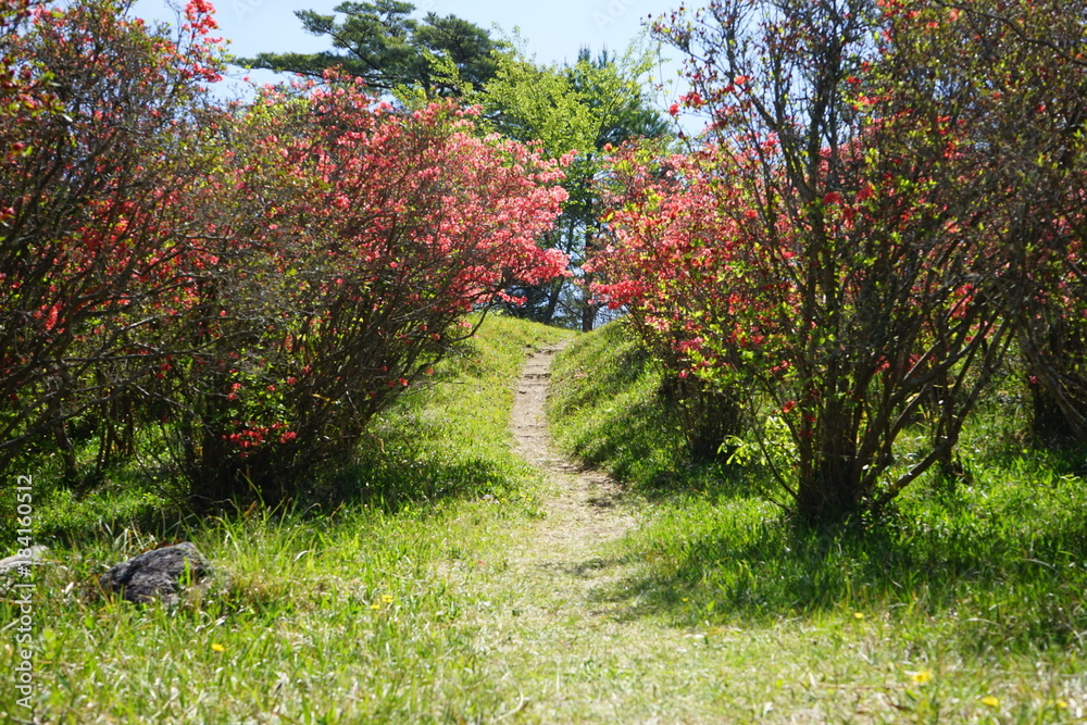 Fototapeta premium 散歩