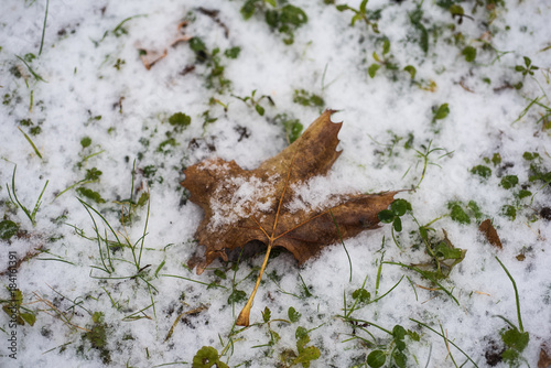 autumn leaves in snow photo