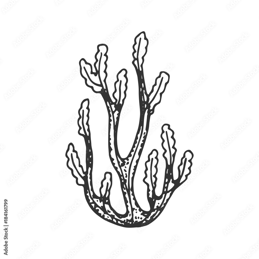 seaweed hand drawing sketch isolated on white background