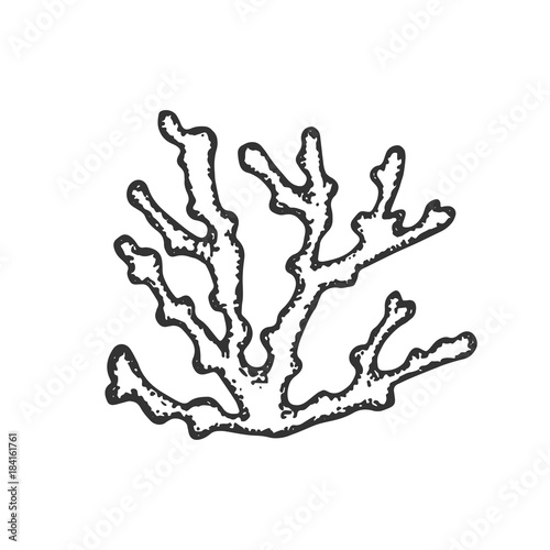sea corals hand drawing vector. sketch isolated