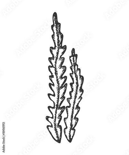 seaweed hand drawing sketch isolated