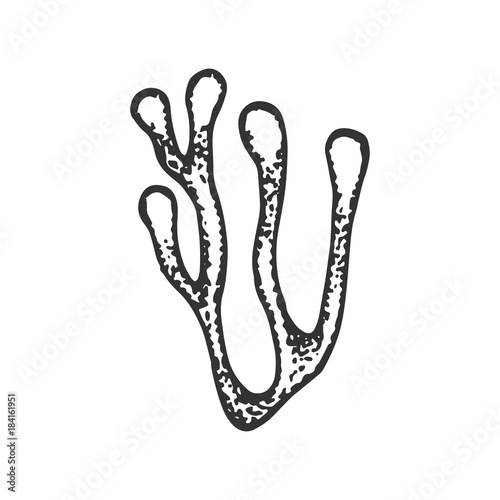 seaweed hand drawing vector sketch