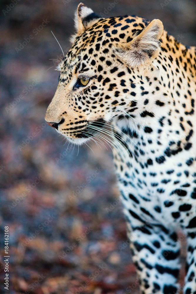 Fototapeta premium Young male leopard
