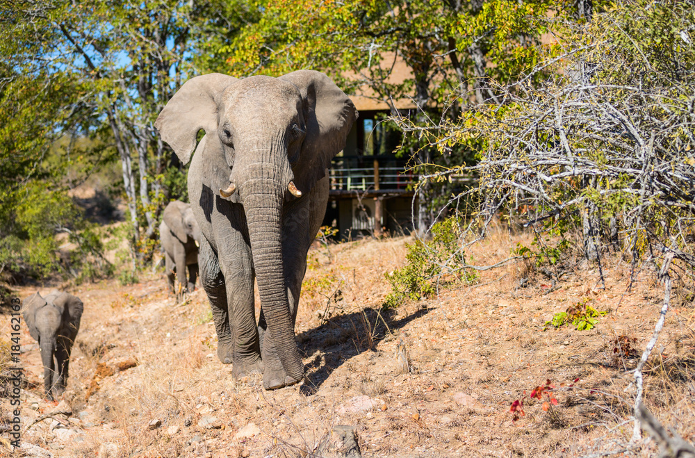 Obraz premium Elephant close up