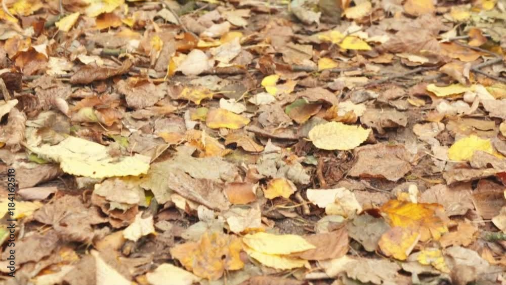 Autumn fall Gold with Leaves Trees in a beautiful park with sun day Autumn fall Gold with Leaves Trees in a beautiful park with sun day