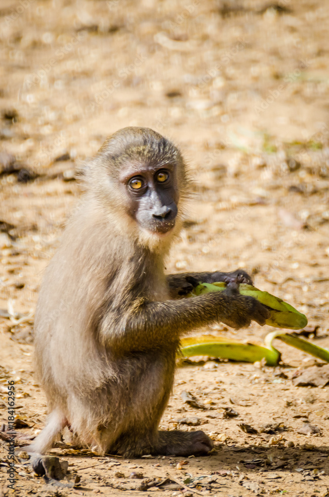 Young drill monkey feeding on banana in rain forest of Nigeria