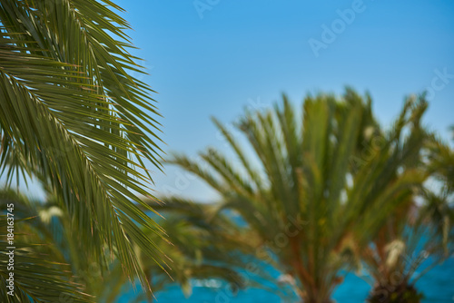 View of palm trees against sea and blue sky.