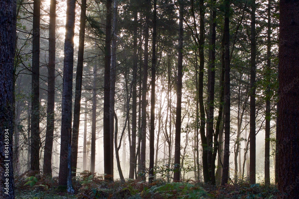 Obraz premium Forêt contre jour