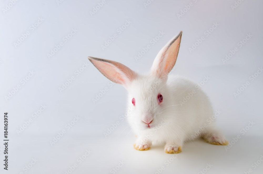 White rabbit in easter animal concept White rabbit in easter animal concept