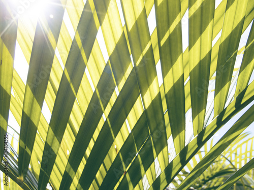 Green palm leaf transparent silhouette on sun. Palm leaf closeup.