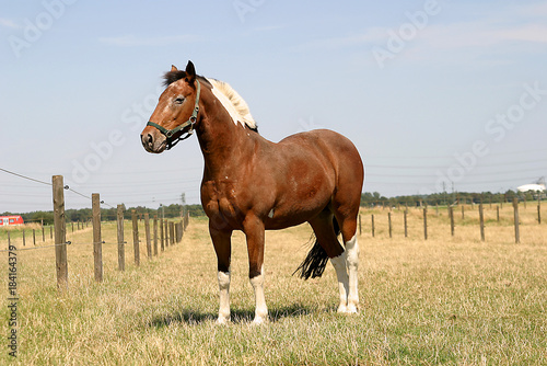 Pferde auf der Weide von Reitstall