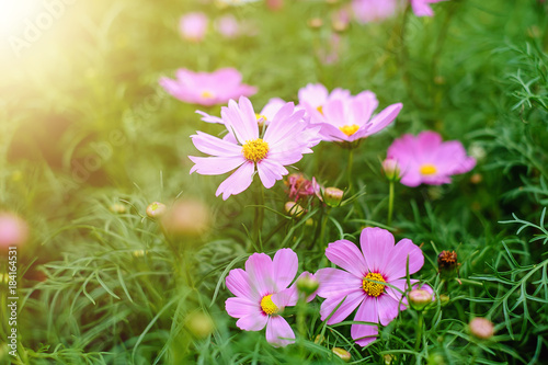 Pink cosmos flower blooming in the garden with warm glow light effect