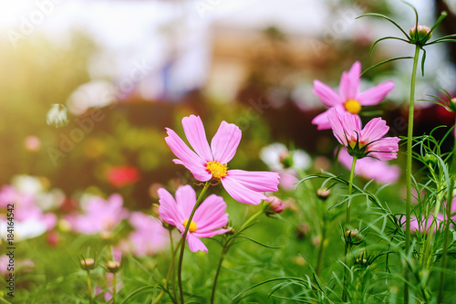 Pink cosmos flower blooming...