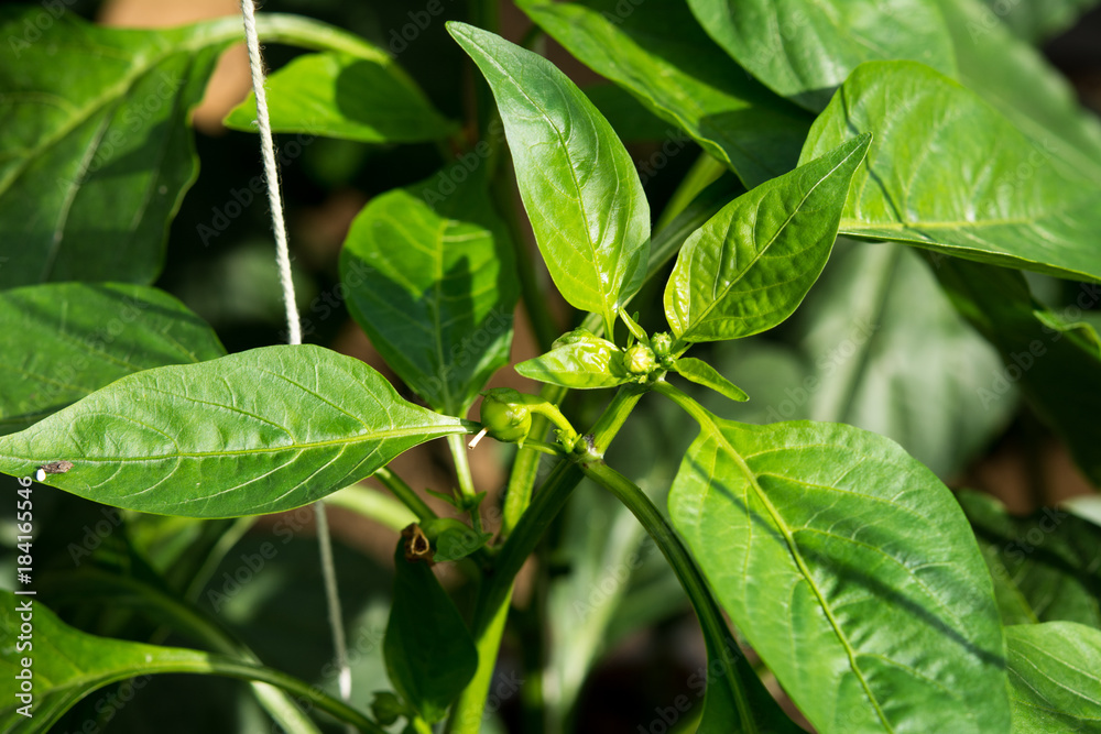 Leaves of Green chili pepper on the farm (selective focus) Leaves of Green chili pepper on the farm (selective focus)