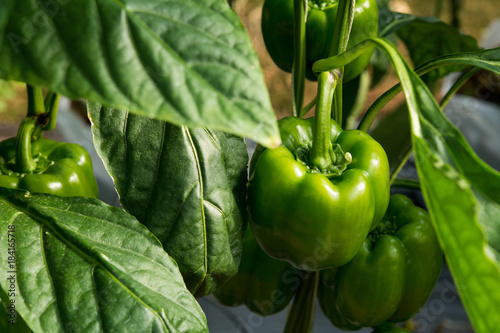 Green chili pepper on the farm (selective focus)