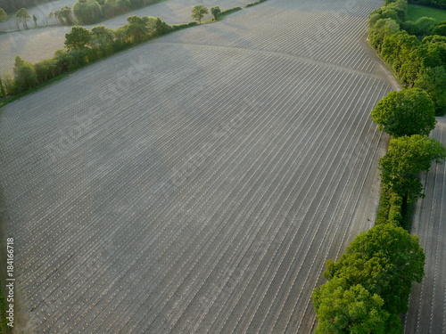 Vineyard seen from above