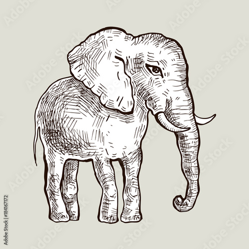 Fototapeta Naklejka Na Ścianę i Meble -  Elephant. Vector illustration