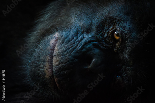 Fotografia Dark closeup portrait of chimp or chimpanzee with wise look
