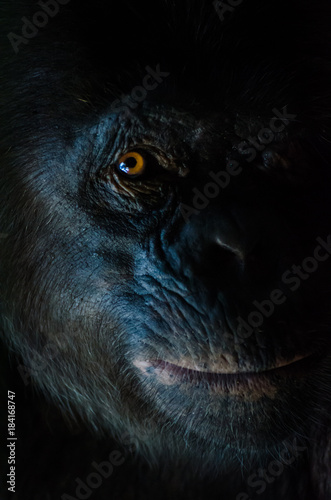 Fototapeta Dark closeup portrait of chimp or chimpanzee with wise look