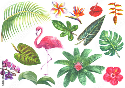 Exotic watercolor tropical set © Olga