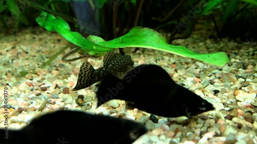 Fische in einem Aquarium  photo