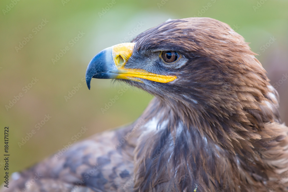 Steinadler Steinadler