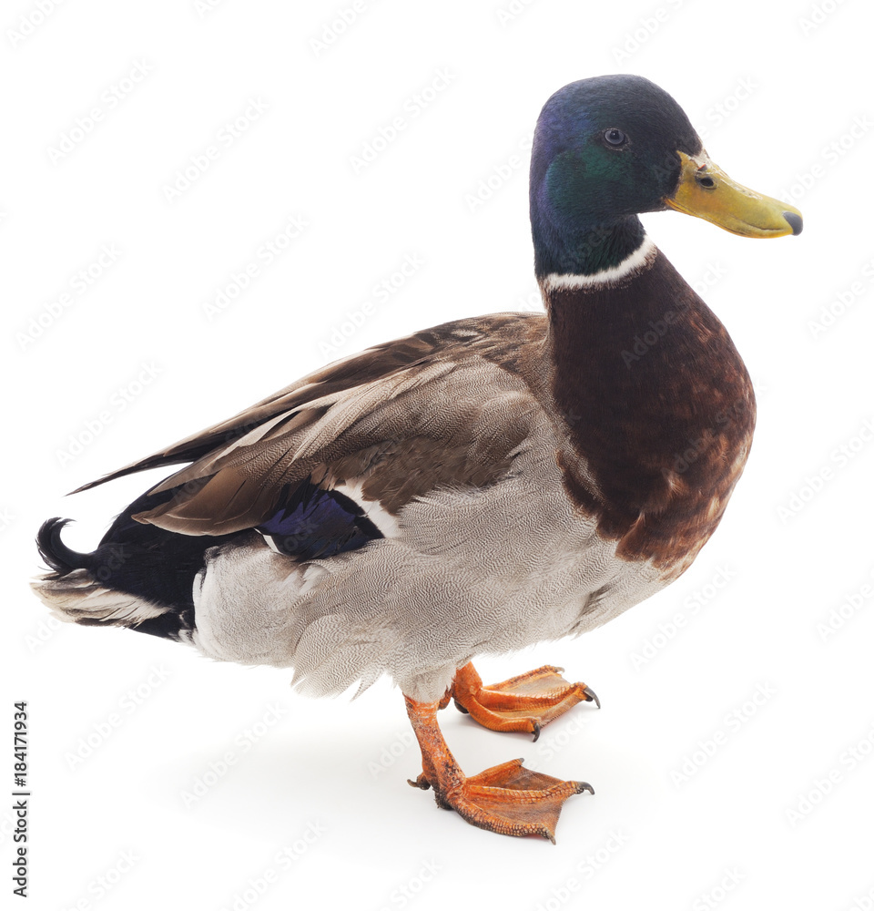 Obraz premium One wild duck.