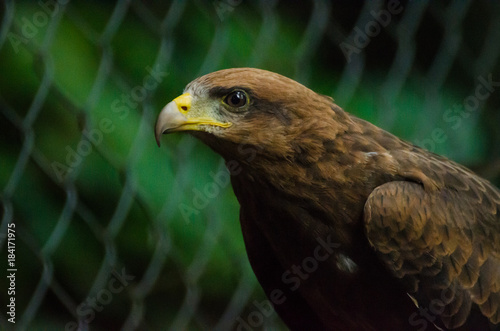 Closeup portrait of captured or rescued African Wahlbergs Eagle, Nigeria, Africa