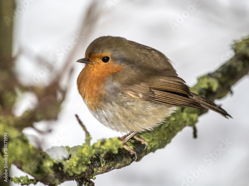 Tubby Robin Red Breast © robert bower