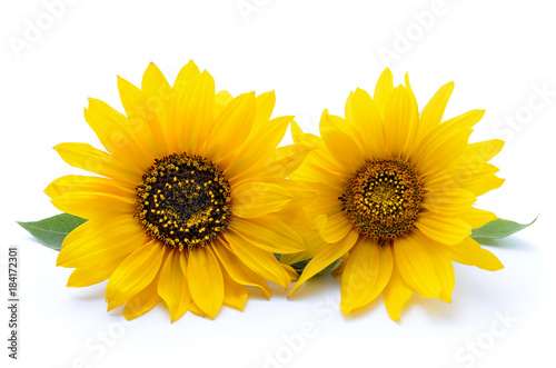 Sunflower with leaves isolated on white background