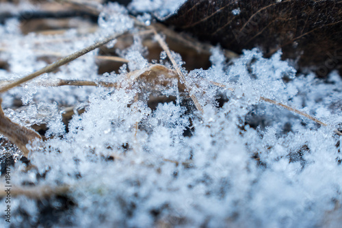 winter frost macro with leaf and pinestraw photo