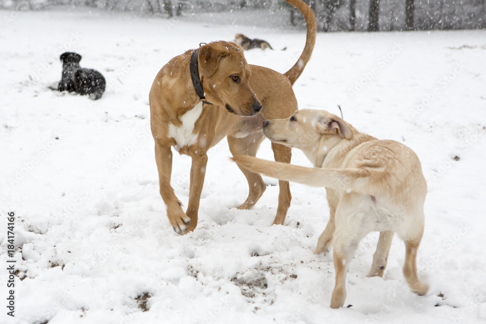 Twee honden spelen in de sneeuw. Twee honden spelen in de sneeuw.