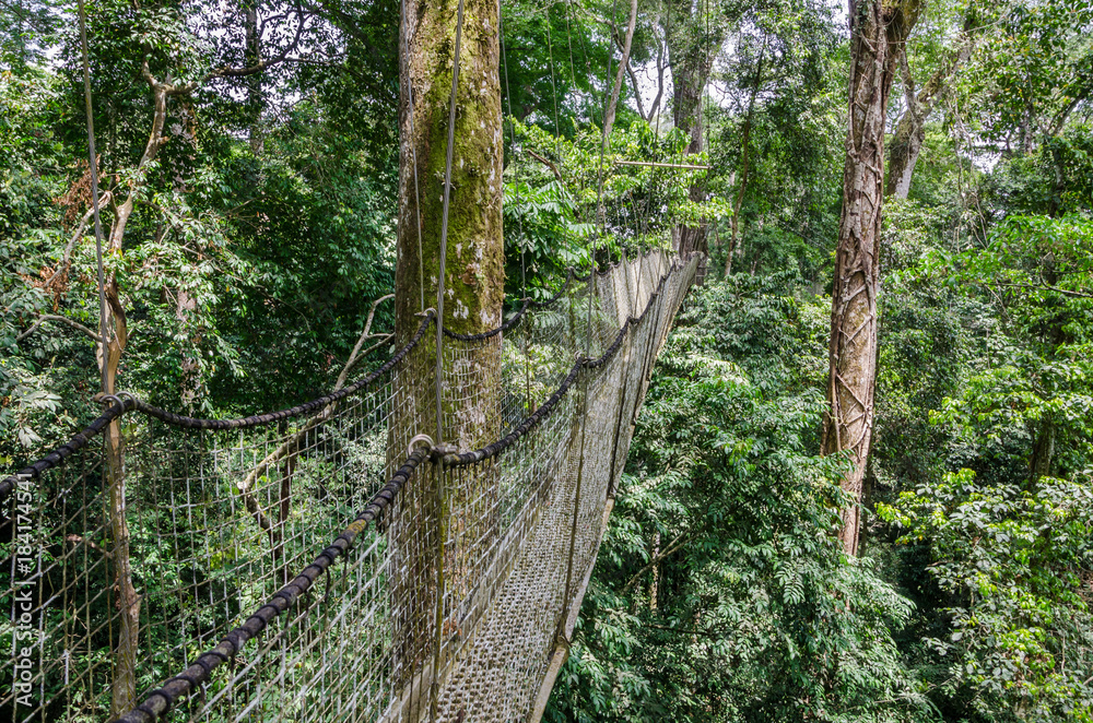 Suspended tree top or canopy walk in rain forest of Nigeria Suspended tree top or canopy walk in rain forest of Nigeria