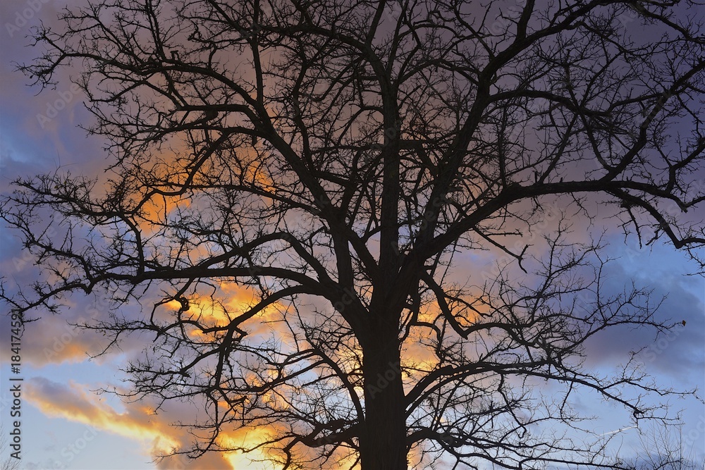 árbol sin hojas con fondo de cielo con nubes coloridas árbol sin hojas con fondo de cielo con nubes coloridas