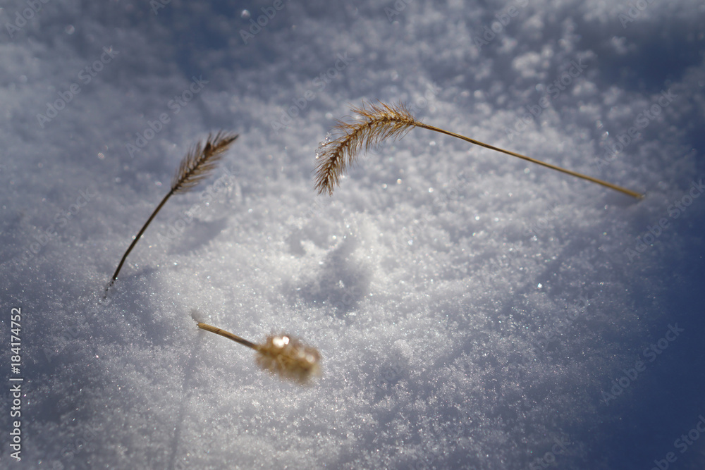 Plant in snow isolated with blured background Plant in snow isolated with blured background