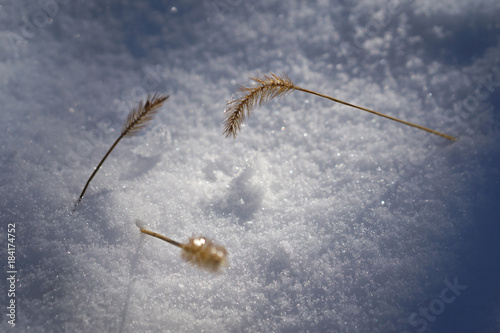 Plant in snow isolated with blured background © Zoran