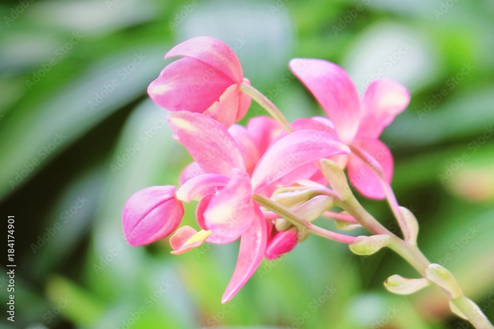 Fresh Pink Jatropha Integerrim or Peregrina Flowers