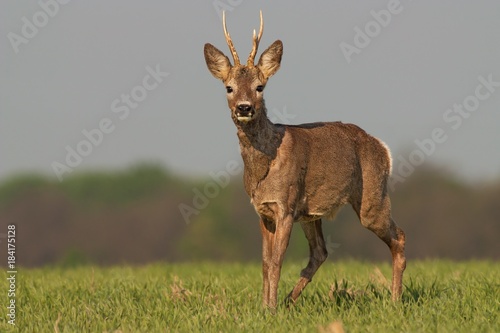 Deer wildlife. Roe deer, capreolus capreolus in winter coating. Alert male buck watching towards camera.