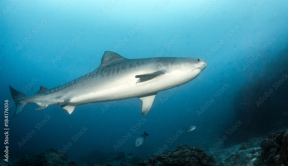 Tiger shark at Cocos Island